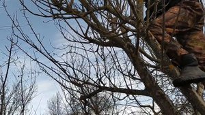 Кардинальная обрезка взрослой яблони