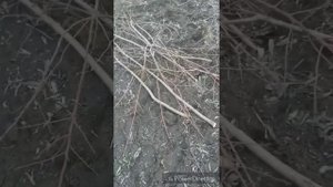 Обрезка миндального дерева