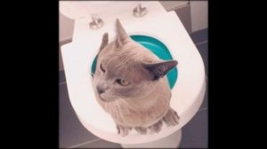 как отучить кошку от наполнителя в лотке