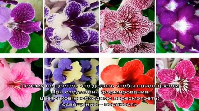 Стрептокарпусы — уход и выращивание в домашних условиях