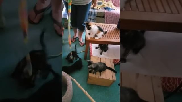 Thundering Paws Kitten Madness 1