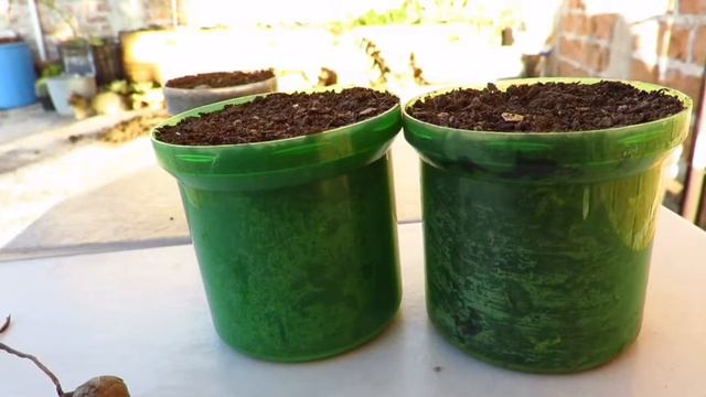 Semilleros otoño invierno | que sembrar en octubre + como germinar violeta de los Alpes 🌱 смотреть онлайн