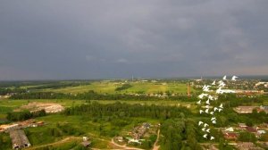 выпуск Будапештских высоколётных голубей 25 06 2021г