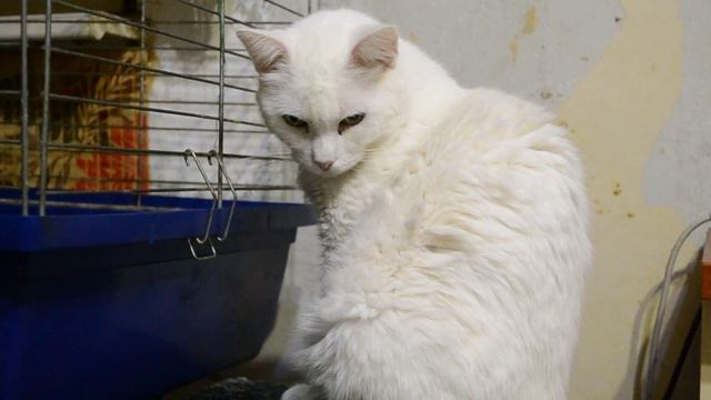 Тайная жизнь котов/the secret life of cats смотреть онлайн