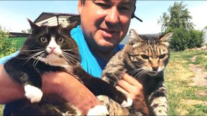 ГОРОДСКОЙ КОТ VS ДЕРЕВЕНСКИЙ КОТ