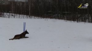 Комплекс команд сидеть, лежать, стоять, с движения через обход