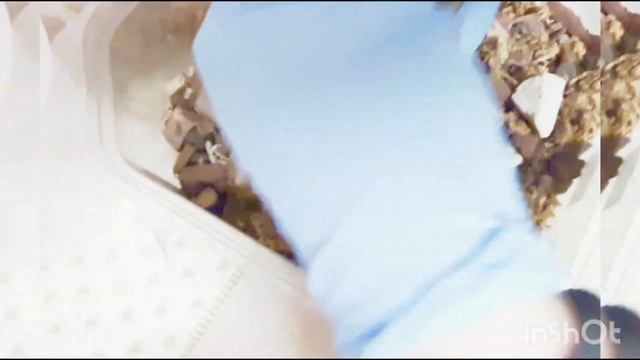 Пересадка орхидеи "Psychosis Mariposa". (Орхидеи) смотреть онлайн