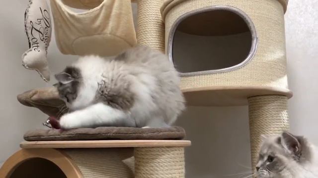 Ragdoll Lynx Seal and Blue смотреть онлайн