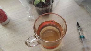 Первая подкормка черенков метельчатой гортензии.