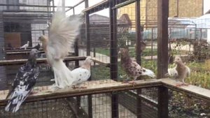 Желто мрамор бакинские голуби Ставрополь