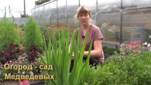 Ацидантера или Душистый гладиолус  -  полный цикл выращивания