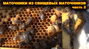 Как вывожу маток из свищевых маточников. часть 2.