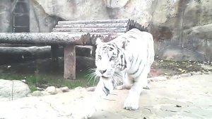 Тигр нападает на человека