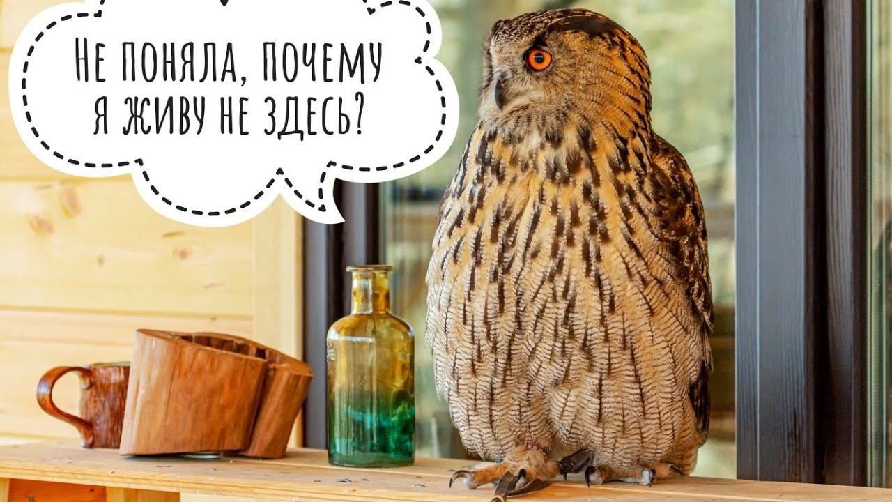 Сова Ёль работает фотомоделью на дому. На доме. Дома. Кот Мурлок мчит под дом. Сыч Лучик бдит в доме