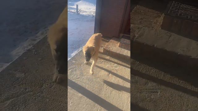 ЩЕНОК АЛАБАЙ 5 МЕСЯЦЕВ смотреть онлайн