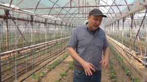 Чем лучше кормить огурцы в начале роста и развития.