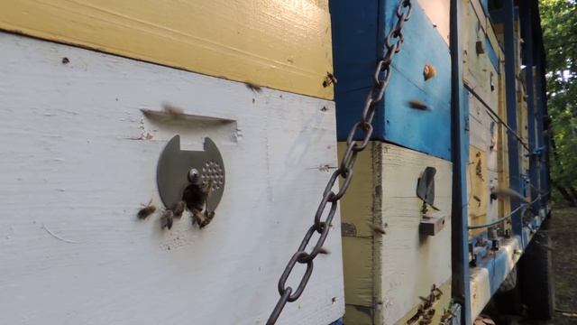 Липа стала выделять нектар?! Пчелы загудели. смотреть онлайн