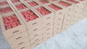 Розовый томат "Пегасус" F1 урожай весна 2022 год.