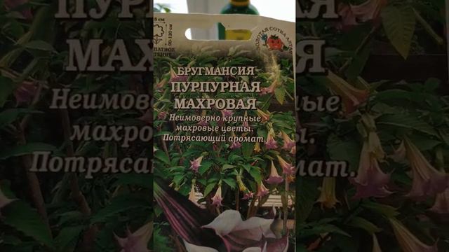 Как правильно посеять Бругмансию . смотреть онлайн