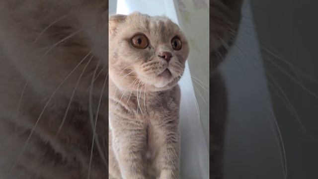 мур мур || Кот Мася #кот #cat смотреть онлайн