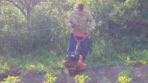 Окучивание картофеля мотоблоком "Салют" на фрезах 15.06.18 .