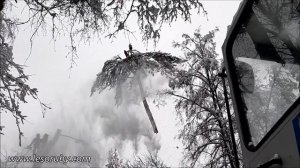 Аккуратное удаление деревьев с помощью автокрана