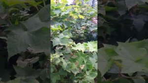 Малина душистая или малиноклён.