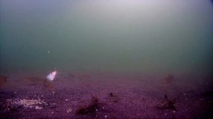 Рыбалка на Шелеховском карьере