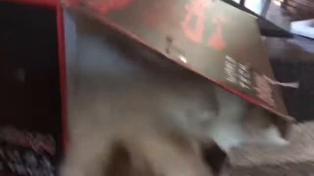 Ragdoll kitten - котенок рэгдолл в домике-коробке - любая штука - игрушка смотреть онлайн