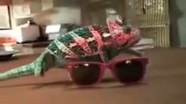 хамелион меняет цвет смотреть онлайн