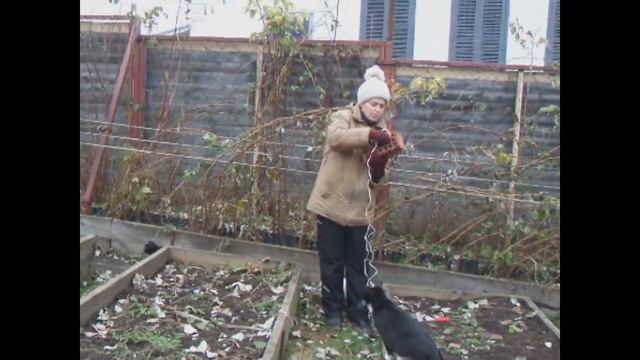 Как пригнуть и укрыть малину смотреть онлайн