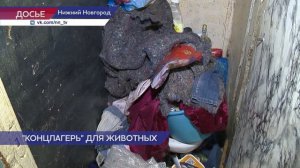 Спасли животных из квартиры на улице Ясной в Нижнем Новгороде