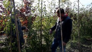 Высота прививки на саженцах на что она влияет и как ее не спутать с корневой шейкой