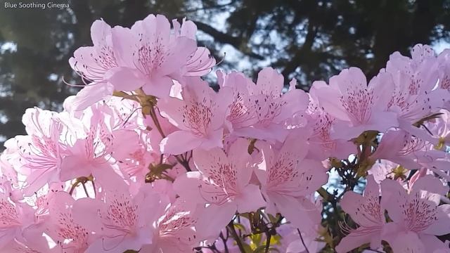 early morning meditation for positive energy music | positive affirmation | flute relaxation music смотреть онлайн