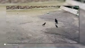 Вот Как Мамы Животного Мира Защищают Детенышей