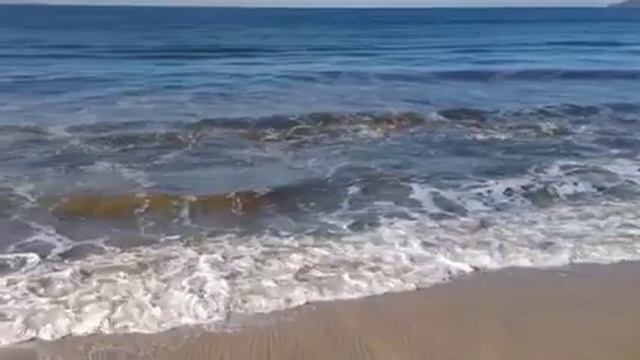 In the shade of a palm tree смотреть онлайн