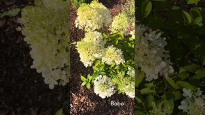 Самые красивые сорта метельчатых гортензий лета 2023