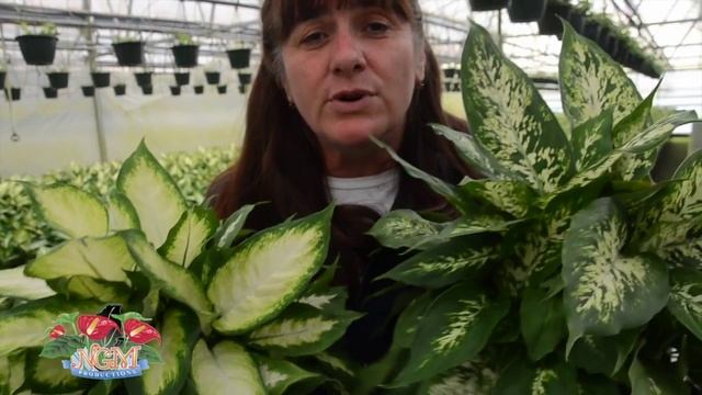 Dieffenbachia Camille & Compacta смотреть онлайн