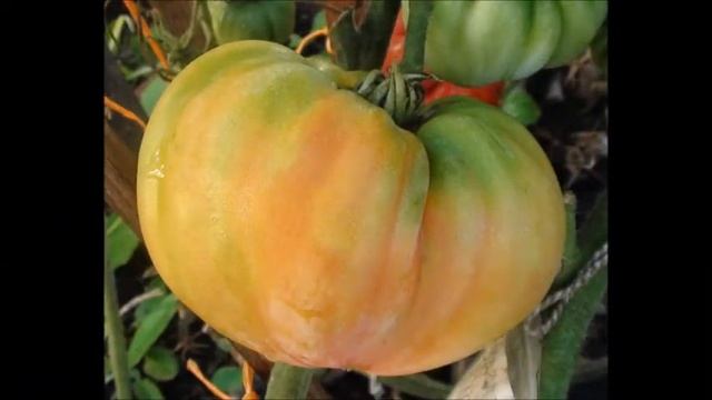 Вкусный биколор.  Томат Закат Аллегени Alleghany Sunset