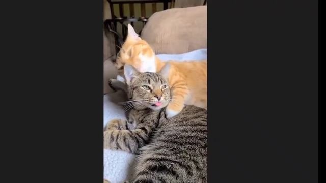 СМЕШНЫЕ ПРИКОЛЫ С ОЗВУЧКОЙ