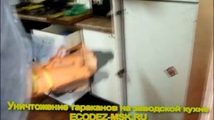 Борьба с тараканами в квартирах в Москве, обработка холодным туманом - ecodez msk ru