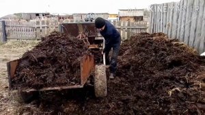 Навоз для грядки под огурцы.