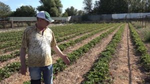 Сладкий, крупноплодный, сорт земляники Джоли. Тонкости выращивания.