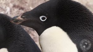 Adelie Penguin Insight