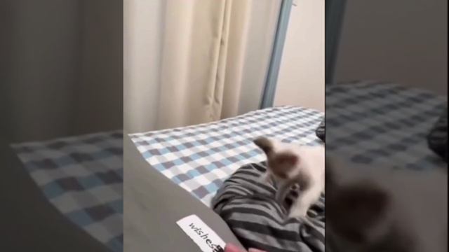 Суетолог