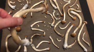 Golden Teachers grown in a box! ?