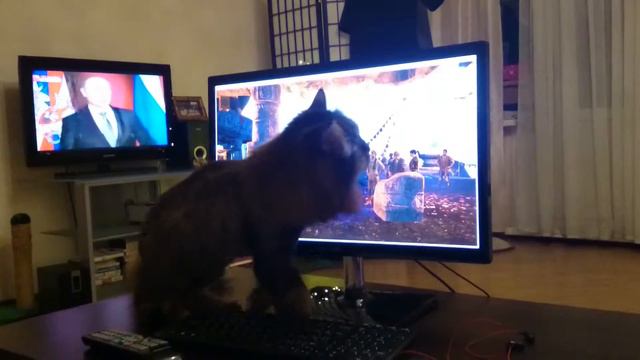 Кот Саша играет в FarCry 4 по-настоящему смотреть онлайн