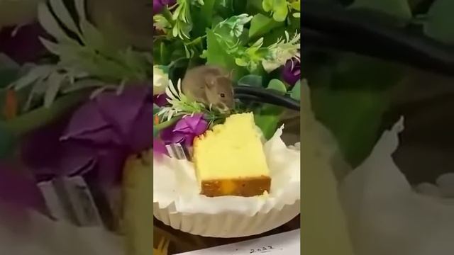 Антисанитария на высшем уровне