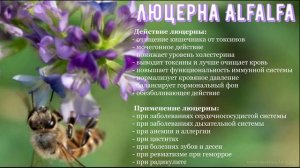 30 | Черный Мед АЛЬФА. Уникальность свойств люцерны. Cвойства Фульво Гуминного комплекса Чёрный ме