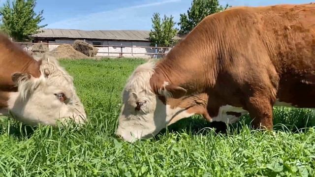 3 быка герефорда на племя смотреть онлайн